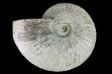 6.1" Silver Iridescent Ammonite (Cleoniceras) Fossil - Madagascar - #159396-1